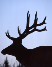 profile of an elk